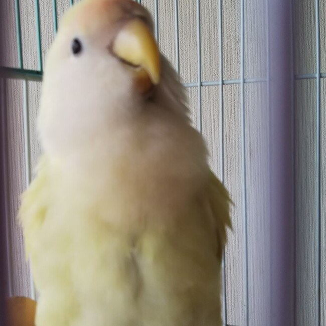 なぎとんのカバー写真