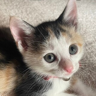 募集停止マイペースでおっとりした三毛❤️ハヌル