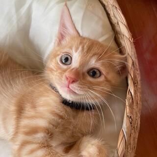 募集停止へそ天になる馴れ馴れ男子⭐️タング