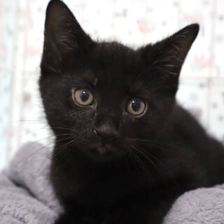 可愛すぎる黒仔猫ちゃんのひじき君！