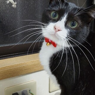 おめめくるくる美人で繊細なあいちゃん