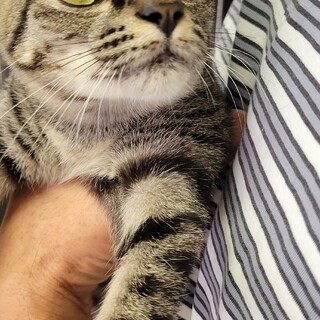 保健所収容の崖っぷち子猫『ボブ』