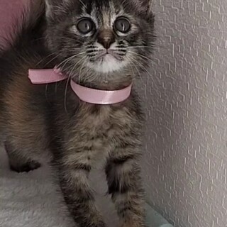 手のひらサイズの小さな赤ちゃん♡キジ、サビ混じり