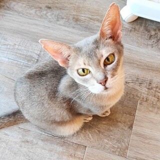 動物病院の保護猫•アビシニアン超甘えたハンデあり