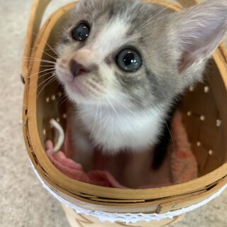 里親さま決まりました❣️