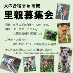 「犬の合宿所in高槻」の里親募集会