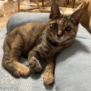 珍しい麦わら柄の女の子