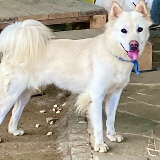 河川敷4兄妹　いちこちゃん