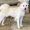 河川敷4兄妹　いちこちゃん