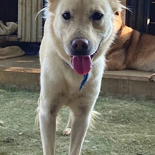 河川敷4兄弟 シローくん