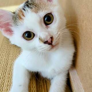 甘えん坊な白三毛女の子こねこ