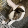 健康鶏生活 さん
