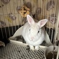 急募 うさぎ3羽の里親募集