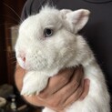 急募 うさぎ3羽の里親募集