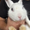 急募 うさぎ3羽の里親募集