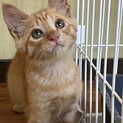 生後2〜3ヶ月の茶トラ　子猫