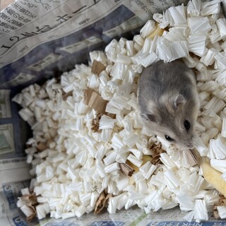 サファイアブルーハムスター