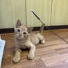 生後2〜3ヶ月の茶トラ　子猫 サムネイル2