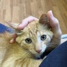 生後2〜3ヶ月の茶トラ　子猫 サムネイル4