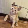 生後2〜3ヶ月の茶トラ　子猫 サムネイル5