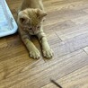 生後2〜3ヶ月の茶トラ　子猫 サムネイル6