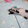 猫じゃらしを捕まえて誇らしげ！笑