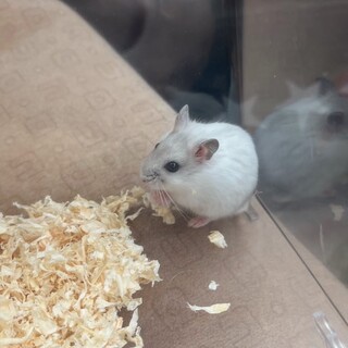 パールホワイトハムスター