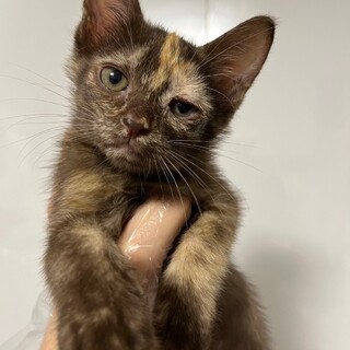 デレデレサビ猫！珠々菜ちゃん！