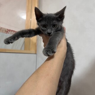 なんてキレイなグレーなの！にゃん十郎