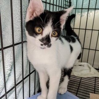 トライアル‼️人大好き白黒くろかね