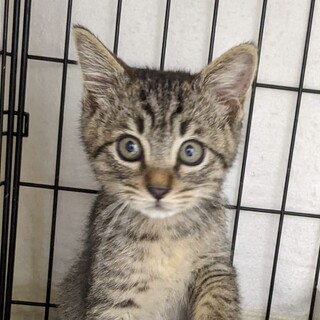 可愛い慣れてるキジトラ❤️ゴシック