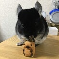 チンチラ(ブラックベルベット)の里親募集