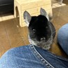 チンチラ(ブラックベルベット)の里親募集 サムネイル2