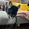 チンチラ(ブラックベルベット)の里親募集 サムネイル3