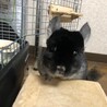 チンチラ(ブラックベルベット)の里親募集 サムネイル4