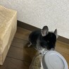 チンチラ(ブラックベルベット)の里親募集 サムネイル5