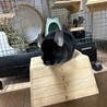 チンチラ(ブラックベルベット)の里親募集 サムネイル6