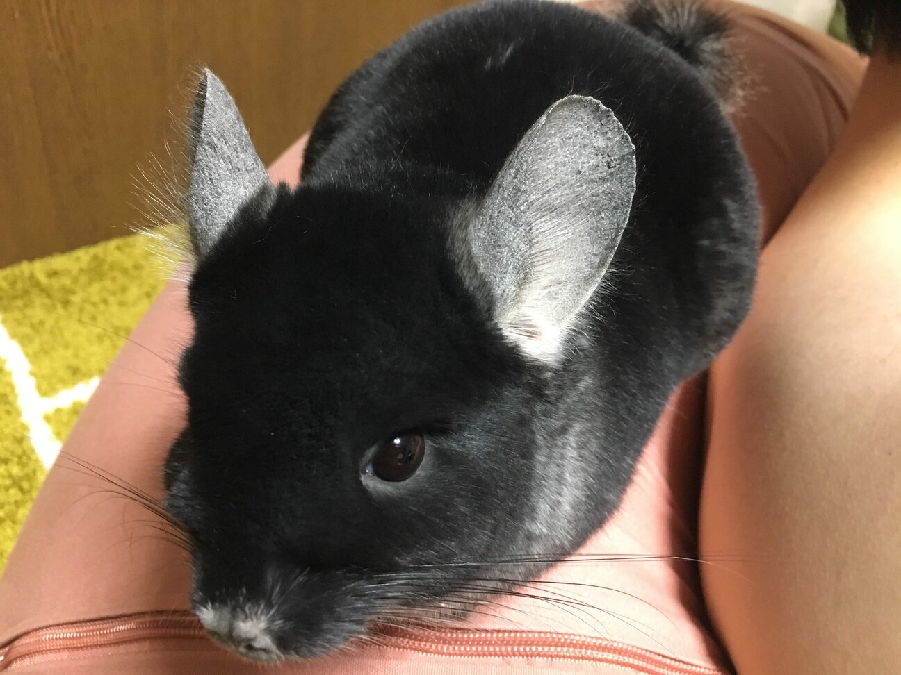 チンチラ(ブラックベルベ」東京都 - 小動物の里親募集(496316) 7枚