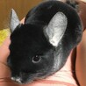 チンチラ(ブラックベルベット)の里親募集 サムネイル7