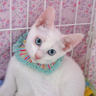 陽気で甘えた♪きれいな青い瞳★月(つき)くん３ヵ月