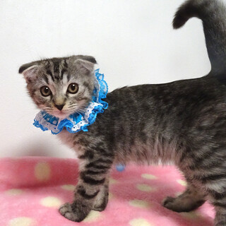 おだやか♪マンチカン★アーサーくん 3ヵ月弱