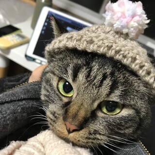 永遠の仔猫？イタズラ大好きなアサリ♀