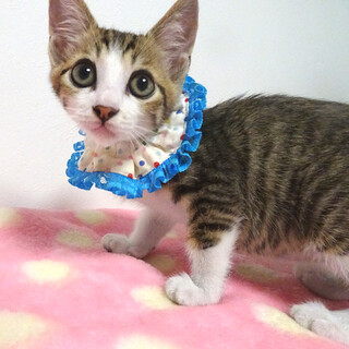 アイラインでパッチリ目★ミッキーくん ２ヵ月