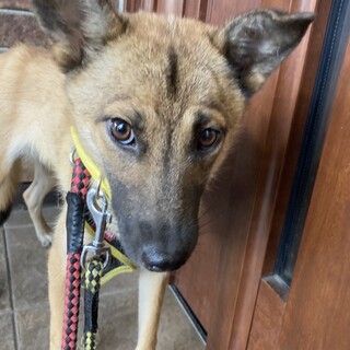 保健所からレスキュー！野生的なマナちゃん！