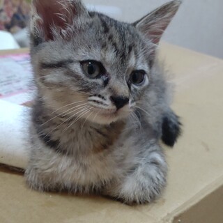 元気いっぱいサバトラ？の女の子