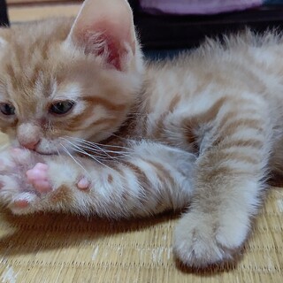 可愛がって下さる方、お待ちしております