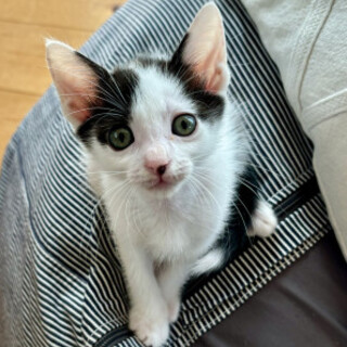 甘えん坊な元気娘  ミギちゃん