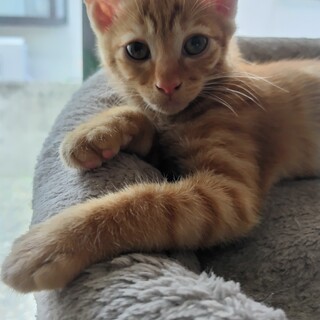 マイペースで落ち着いた性格のハッチ