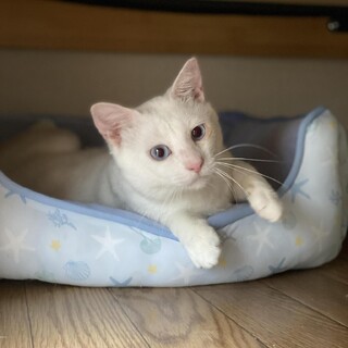 死の淵から復活、愛くるしい美猫