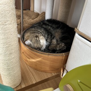 大人しくてマイペースなエキゾの女の子